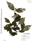 中文名:杜虹花(S080021)學名:Callicarpa formosana Rolfe(S080021)英文名:Formosan beauty-berry