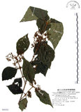中文名:杜虹花(S080282)學名:Callicarpa formosana Rolfe(S080282)英文名:Formosan beauty-berry