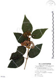 中文名:杜虹花(S081206)學名:Callicarpa formosana Rolfe(S081206)英文名:Formosan beauty-berry