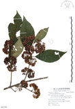 中文名:杜虹花(S082790)學名:Callicarpa formosana Rolfe(S082790)英文名:Formosan beauty-berry