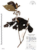 中文名:杜虹花(S084031)學名:Callicarpa formosana Rolfe(S084031)英文名:Formosan beauty-berry