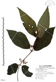 中文名:杜虹花(S085286)學名:Callicarpa formosana Rolfe(S085286)英文名:Formosan beauty-berry
