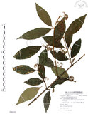 中文名:杜虹花(S086182)學名:Callicarpa formosana Rolfe(S086182)英文名:Formosan beauty-berry