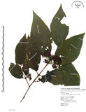 中文名:杜虹花(S087329)學名:Callicarpa formosana Rolfe(S087329)英文名:Formosan beauty-berry