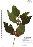 中文名:杜虹花(S087897)學名:Callicarpa formosana Rolfe(S087897)英文名:Formosan beauty-berry