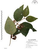 中文名:杜虹花(S088264)學名:Callicarpa formosana Rolfe(S088264)英文名:Formosan beauty-berry