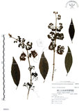 中文名:杜虹花(S088851)學名:Callicarpa formosana Rolfe(S088851)英文名:Formosan beauty-berry