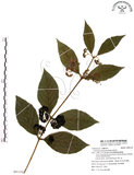 中文名:杜虹花(S091152)學名:Callicarpa formosana Rolfe(S091152)英文名:Formosan beauty-berry