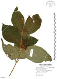 中文名:杜虹花(S092079)學名:Callicarpa formosana Rolfe(S092079)英文名:Formosan beauty-berry