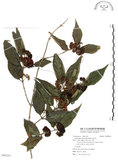 中文名:杜虹花(S092201)學名:Callicarpa formosana Rolfe(S092201)英文名:Formosan beauty-berry