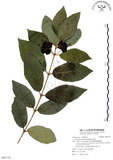 中文名:杜虹花(S092770)學名:Callicarpa formosana Rolfe(S092770)英文名:Formosan beauty-berry