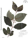 中文名:杜虹花(S093026)學名:Callicarpa formosana Rolfe(S093026)英文名:Formosan beauty-berry