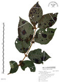 中文名:杜虹花(S093152)學名:Callicarpa formosana Rolfe(S093152)英文名:Formosan beauty-berry