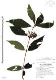 中文名:杜虹花(S094870)學名:Callicarpa formosana Rolfe(S094870)英文名:Formosan beauty-berry