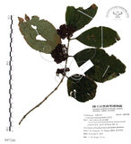 中文名:杜虹花(S097240)學名:Callicarpa formosana Rolfe(S097240)英文名:Formosan beauty-berry