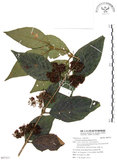 中文名:杜虹花(S097311)學名:Callicarpa formosana Rolfe(S097311)英文名:Formosan beauty-berry