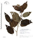中文名:杜虹花(S099187)學名:Callicarpa formosana Rolfe(S099187)英文名:Formosan beauty-berry