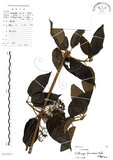 中文名:杜虹花(S101671)學名:Callicarpa formosana Rolfe(S101671)英文名:Formosan beauty-berry