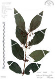 中文名:杜虹花(S102442)學名:Callicarpa formosana Rolfe(S102442)英文名:Formosan beauty-berry