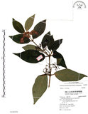 中文名:杜虹花(S105470)學名:Callicarpa formosana Rolfe(S105470)英文名:Formosan beauty-berry