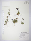 中文名:高山沙參 (S088188 )學名:Adenophora morrisonensis Hayata subsp. uehatae (Yamamoto) Lammers (S088188 )