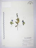中文名:高山沙參 (S095193 )學名:Adenophora morrisonensis Hayata subsp. uehatae (Yamamoto) Lammers (S095193 )