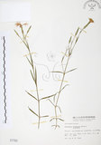 中文名:玉山石竹(S001793 )學名:Dianthus pygmaeus Hayata(S001793 )