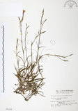 中文名:玉山石竹(S004189 )學名:Dianthus pygmaeus Hayata(S004189 )