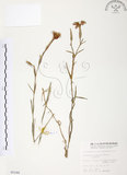 中文名:玉山石竹(S005248 )學名:Dianthus pygmaeus Hayata(S005248 )