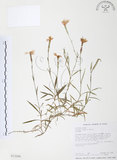 中文名:玉山石竹(S013286 )學名:Dianthus pygmaeus Hayata(S013286 )