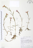 中文名:玉山石竹(S015662 )學名:Dianthus pygmaeus Hayata(S015662 )