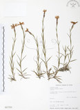 中文名:玉山石竹(S017721 )學名:Dianthus pygmaeus Hayata(S017721 )