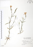 中文名:玉山石竹(S028181 )學名:Dianthus pygmaeus Hayata(S028181 )