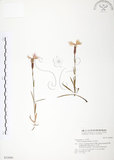 中文名:玉山石竹(S032009 )學名:Dianthus pygmaeus Hayata(S032009 )