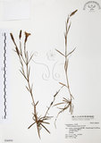 中文名:玉山石竹(S036959 )學名:Dianthus pygmaeus Hayata(S036959 )