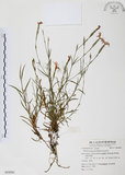 中文名:玉山石竹(S054581 )學名:Dianthus pygmaeus Hayata(S054581 )