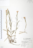 中文名:玉山石竹(S069547 )學名:Dianthus pygmaeus Hayata(S069547 )