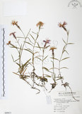 中文名:玉山石竹(S069673 )學名:Dianthus pygmaeus Hayata(S069673 )