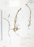中文名:玉山石竹(S075737 )學名:Dianthus pygmaeus Hayata(S075737 )