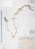 中文名:玉山石竹(S075739 )學名:Dianthus pygmaeus Hayata(S075739 )