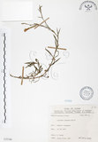 中文名:玉山石竹(S075740 )學名:Dianthus pygmaeus Hayata(S075740 )