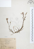 中文名:玉山石竹(S075741 )學名:Dianthus pygmaeus Hayata(S075741 )