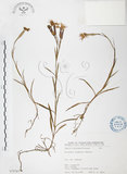 中文名:玉山石竹(S075787 )學名:Dianthus pygmaeus Hayata(S075787 )