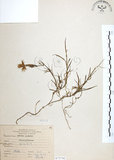 中文名:玉山石竹(S075792 )學名:Dianthus pygmaeus Hayata(S075792 )