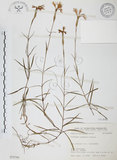 中文名:玉山石竹(S075793 )學名:Dianthus pygmaeus Hayata(S075793 )