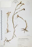 中文名:玉山石竹(S075794 )學名:Dianthus pygmaeus Hayata(S075794 )