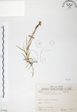 中文名:玉山石竹(S075800 )學名:Dianthus pygmaeus Hayata(S075800 )