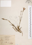 中文名:玉山石竹(S075803 )學名:Dianthus pygmaeus Hayata(S075803 )