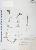 中文名:玉山石竹(S075808 )學名:Dianthus pygmaeus Hayata(S075808 )