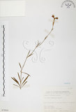 中文名:玉山石竹(S075810 )學名:Dianthus pygmaeus Hayata(S075810 )